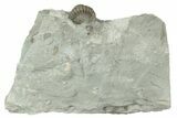 Wide, Enrolled Flexicalymene Trilobite In Shale - Mt Orab, Ohio #211576-1